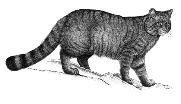 Кавказский камышовый кот рисунок