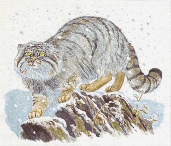 Камышовый кот раскраска