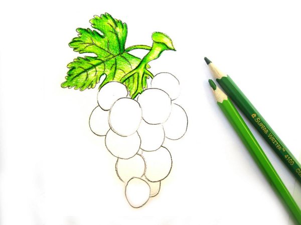 Поэтапное рисование винограда