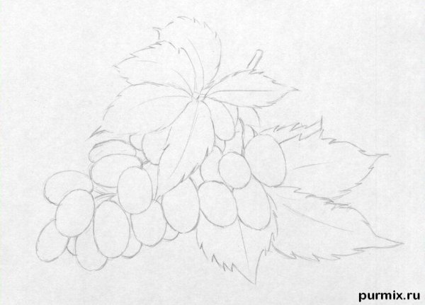 Виноград рисунок пошагово