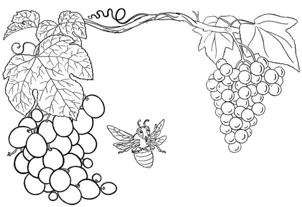 Кисть винограда рисунок