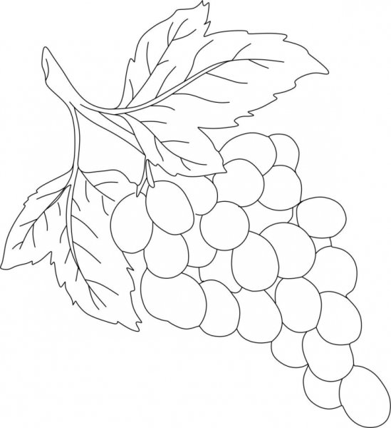 Гроздь винограда раскраска для малышей