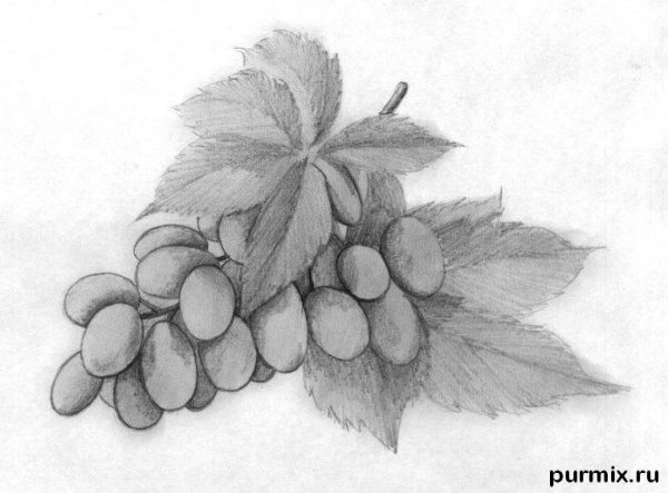 Гроздь винограда без ягод раскраска