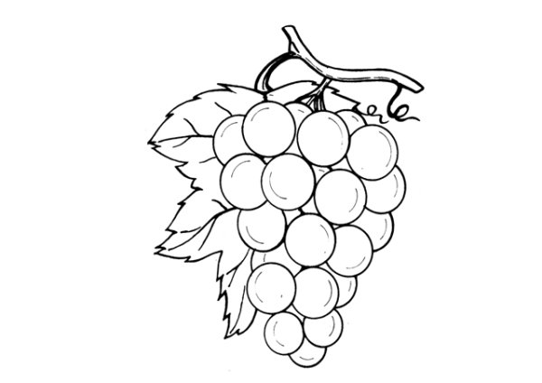 Виноград карандашом