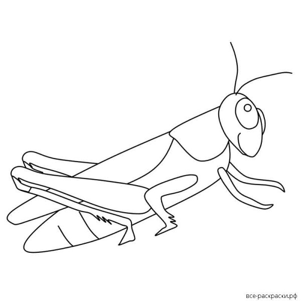Кузнечик рисунок легкий