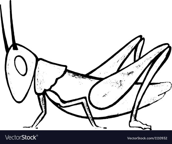 Кузнечик для срисовки карандашом