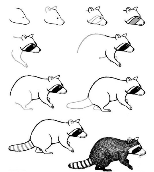 Как нарисовать енота поэтапно