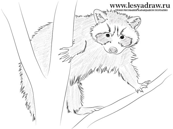 Енот для рисования лёгк