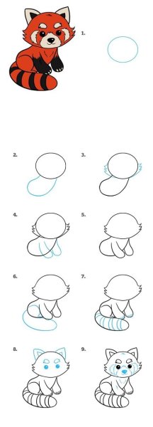 Енот раскраска для детей