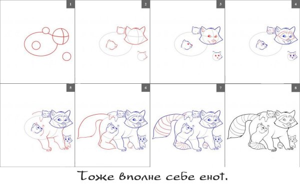 Схема рисования енота