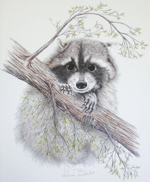 Енот пошаговый рисунок