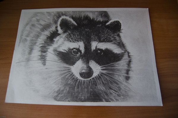 Енот рисунок для срисовки легкие