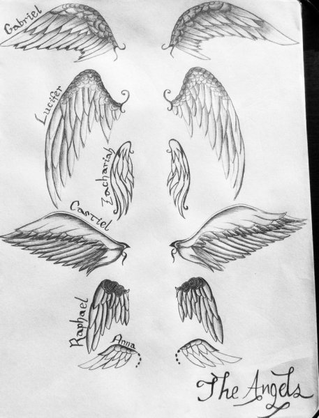 Крылья зарисовки