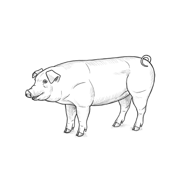 Свинья рисунок карандашом