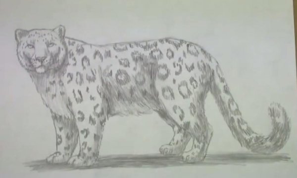 Снежный Барс рисунок поэтапно