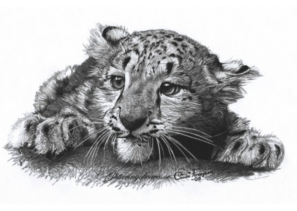 Зарисовки диких кошек