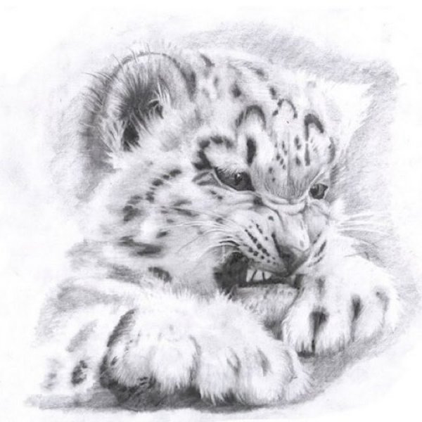 Тигренок эскиз