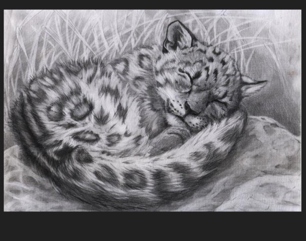 Снежный Барс карандашом