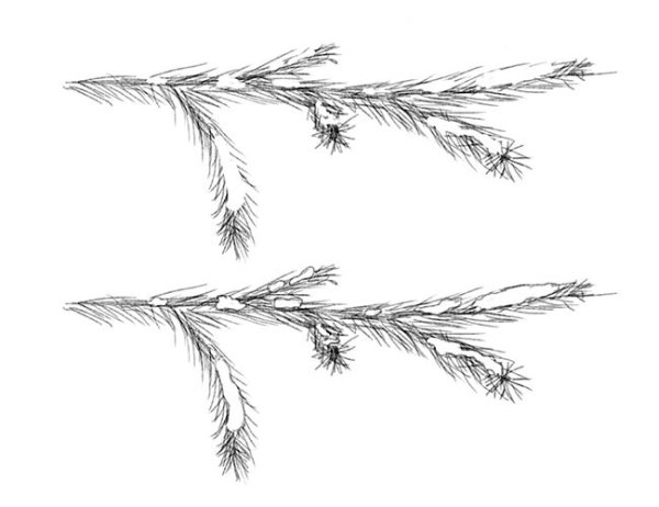 Рисование Еловая веточка