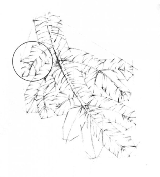 Поэтапное рисование еловой ветки