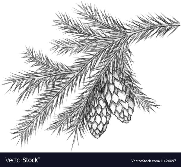 Ветка елки карандашом
