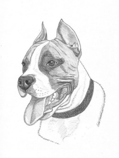 Американский стаффордширский терьер нарисовать