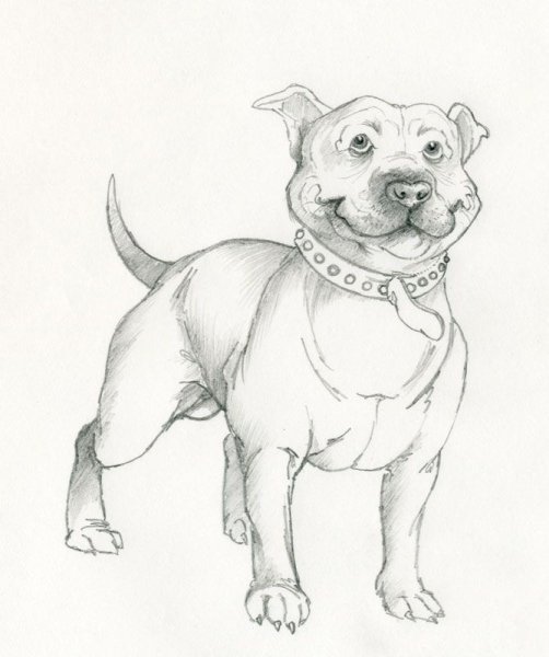 Раскраска стаффордширский бультерьер