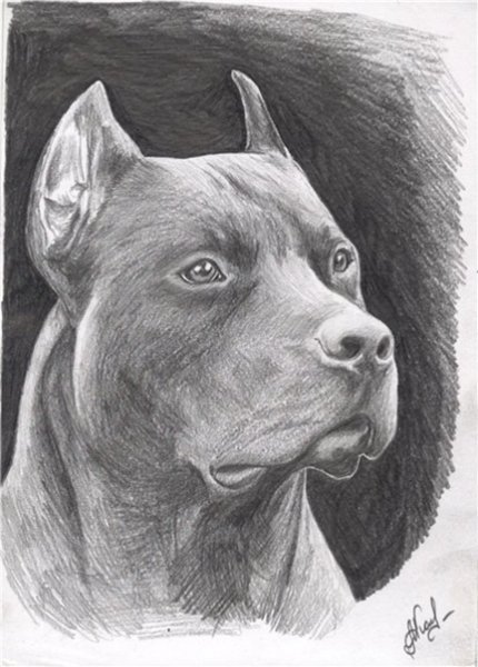 Питбуль карандашом