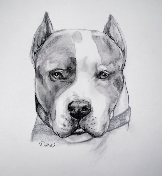 Американский стаффордширский терьер рисунок