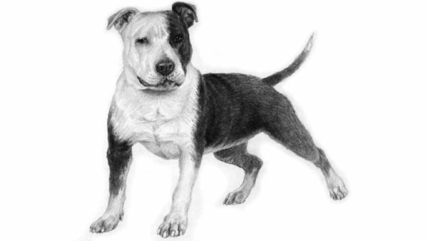 Стаффордширский терьер рисунок карандашом