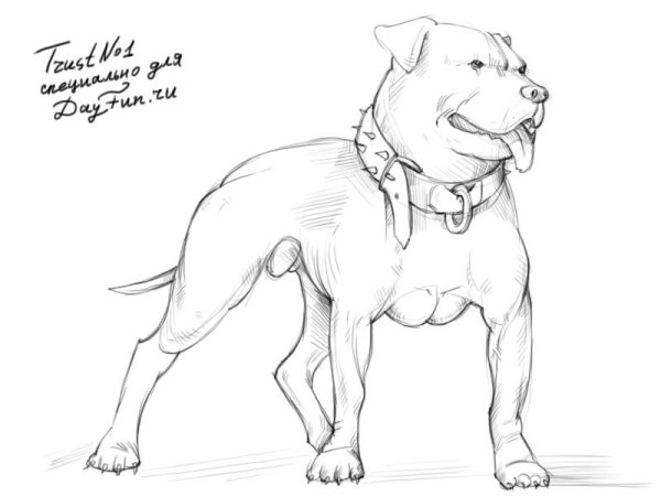 Трафарет для выжигания собака