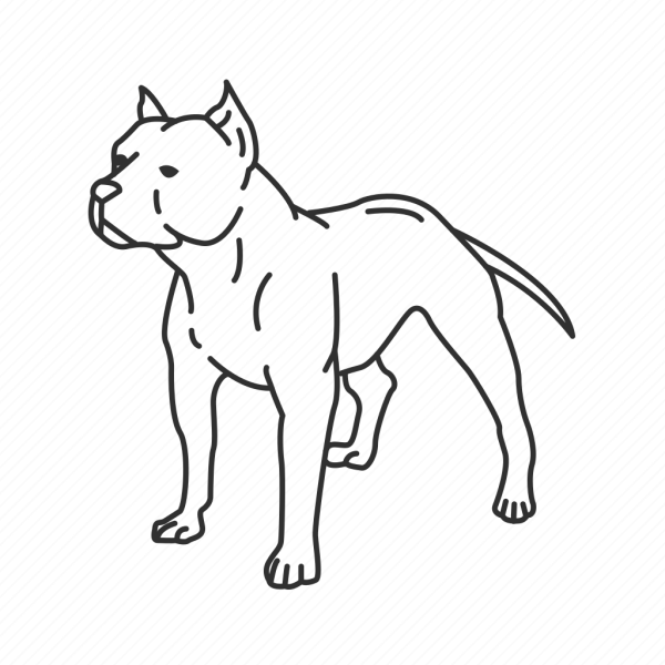 Американский стаффордширский терьер нарисовать