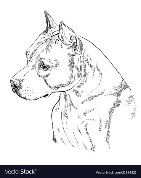 Американский стаффордширский терьер карандашом