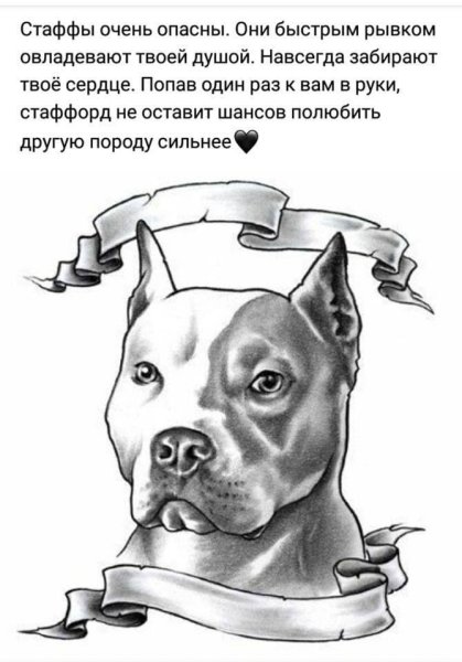 Питбуль американский стаффордширский карандаш