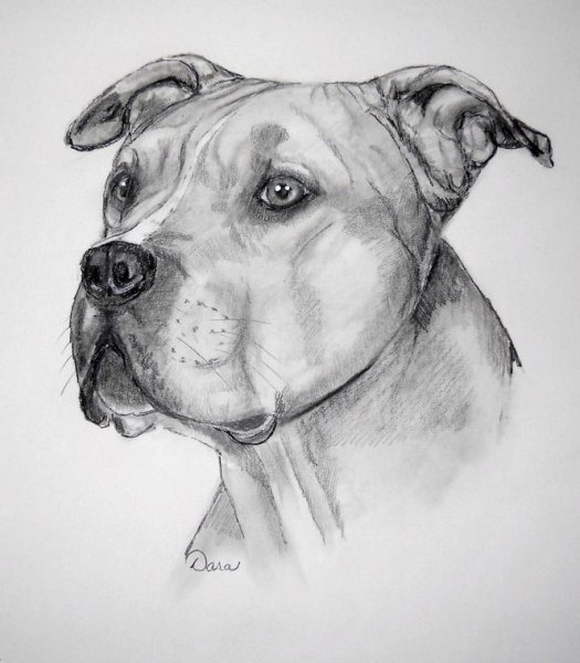 Раскраска собака стаффордширский терьер