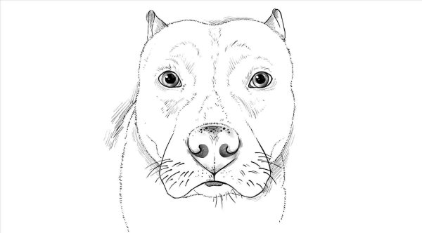 Амстафф рисунок сбоку