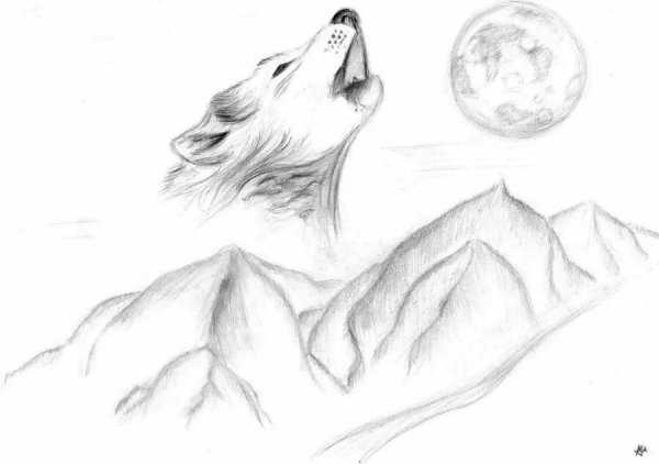 Рисунки Волков карандашом