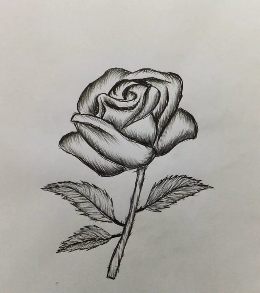 Рисунок розы карандашом для срисовки