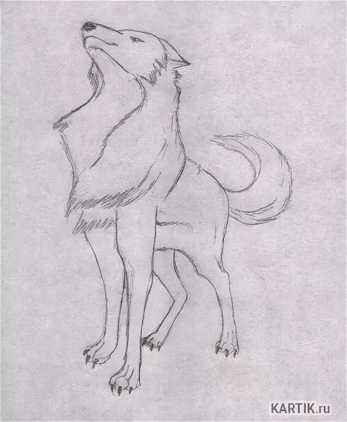 Волк для срисовки легкий