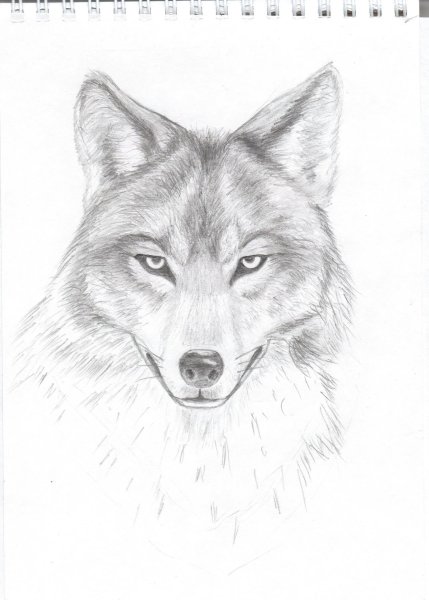 Рисунки Волков карандашом