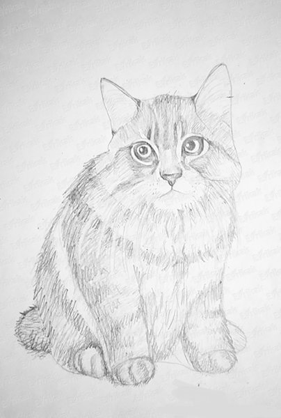 Кошка рисунок карандашом легкий