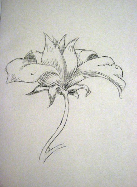 Трафарет Нарцисс для рисования