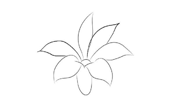 Цветок легкий эскиз лилии