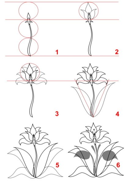 Рисунок неизвестного цветка