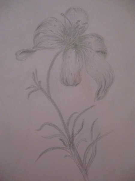 Сказка о жабе и Розе картинки раскраски