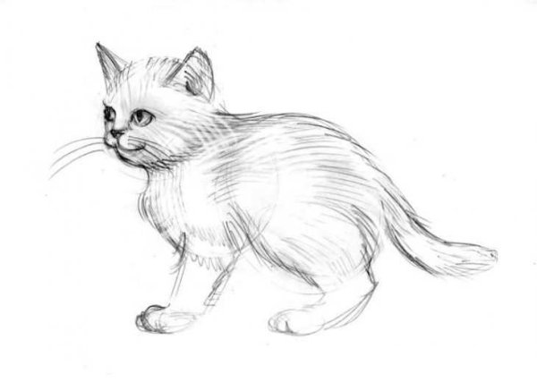 Спящий кот рисунок карандашом