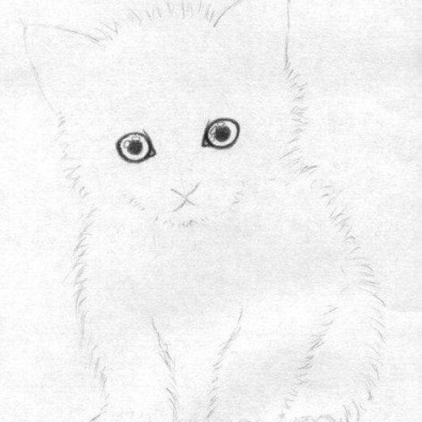 Нарисовать котенка простым карандашом