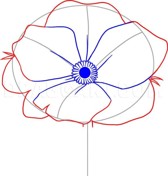 Поэтапное рисование цвета мака.