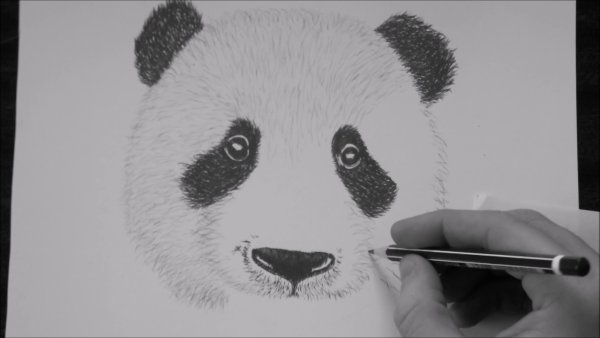 Лёгкие рисунки панды