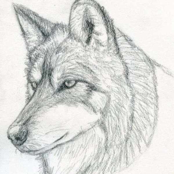 Рисунки Волков карандашом